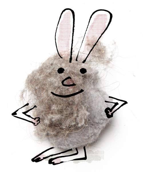 dust bunny formed of dust in house