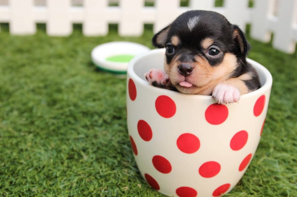 pet dog in a bath tub