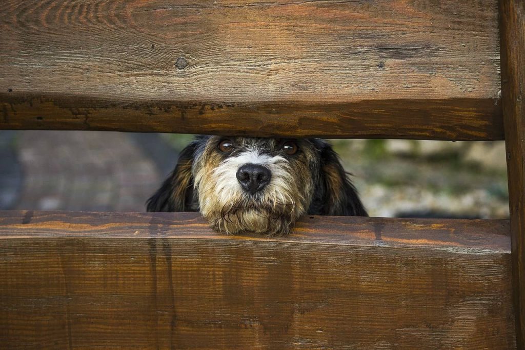 dog peaking from a fence window space