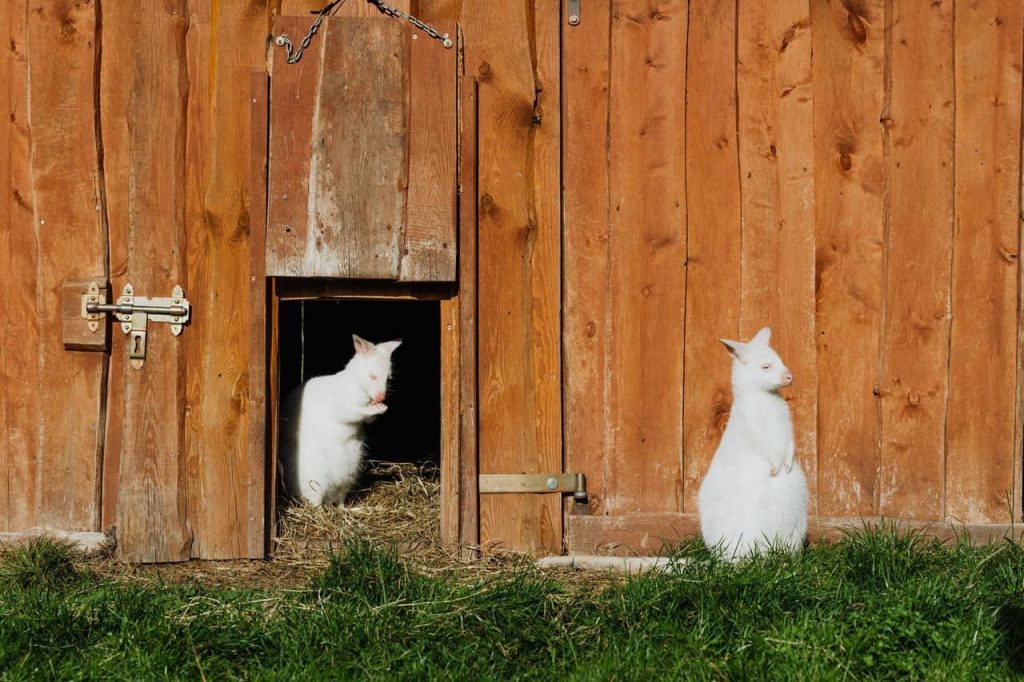 pet gate at pet friendly house