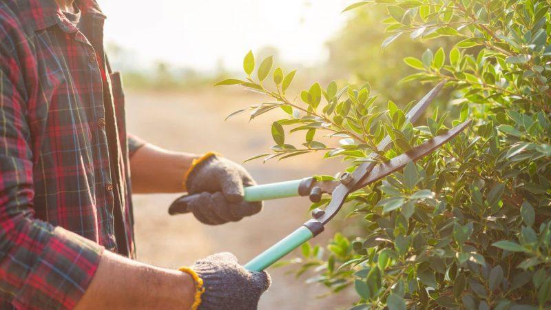 Tips For Beginner Gardeners: Understanding Invasive Vegetation