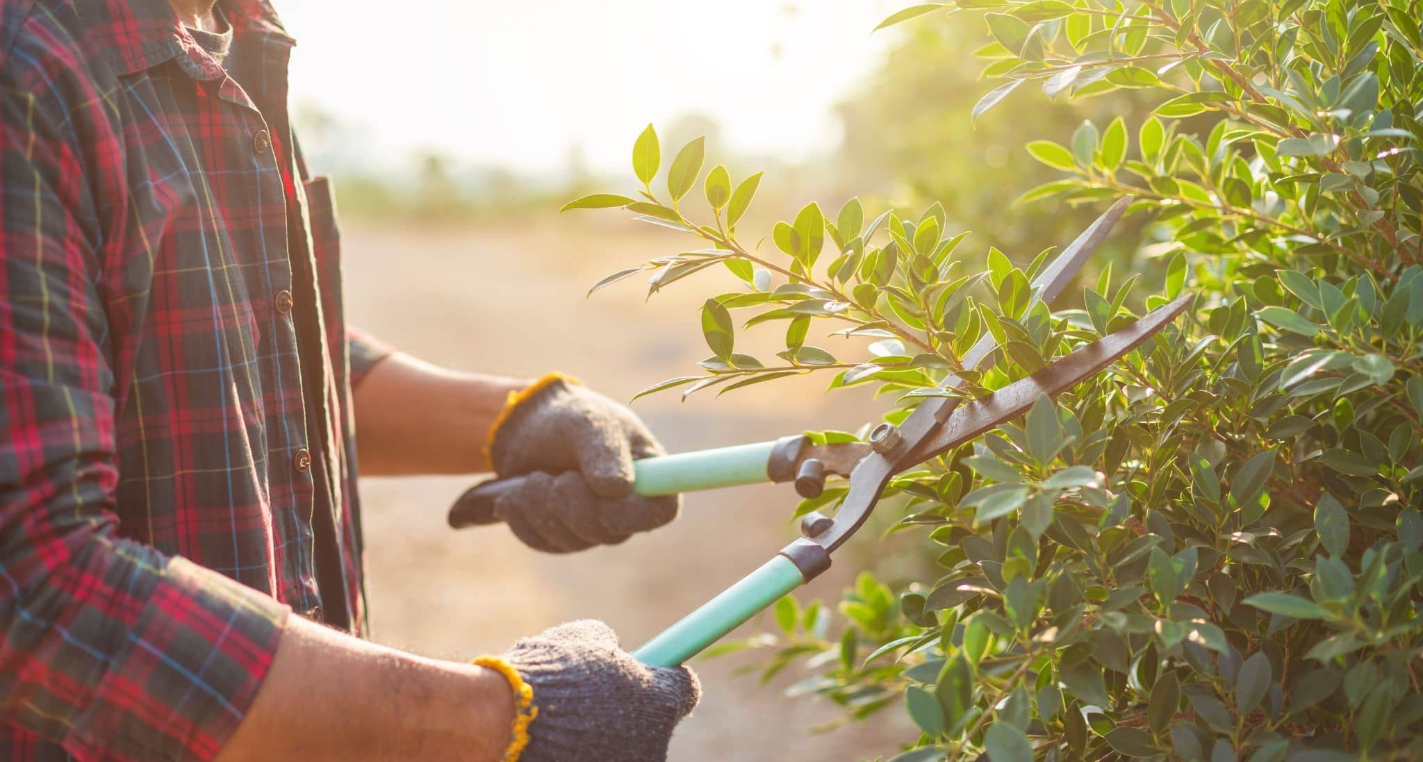 Tips For Beginner Gardeners: Understanding Invasive Vegetation