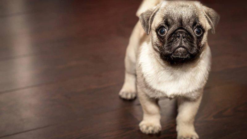 Considerations When Choosing Pet-Friendly Flooring Options