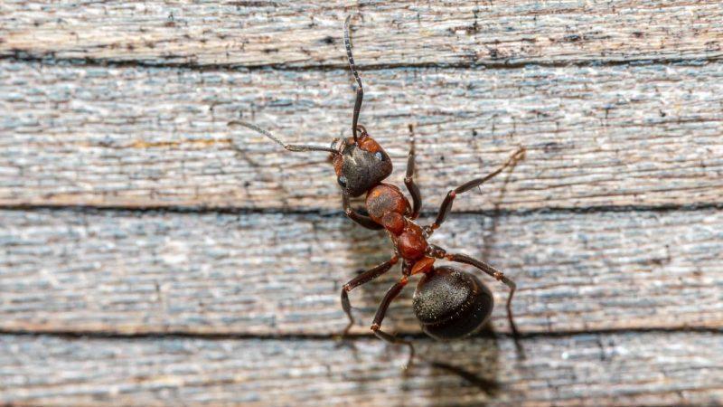 6 Effective Techniques To Eliminate Ants In The Kitchen