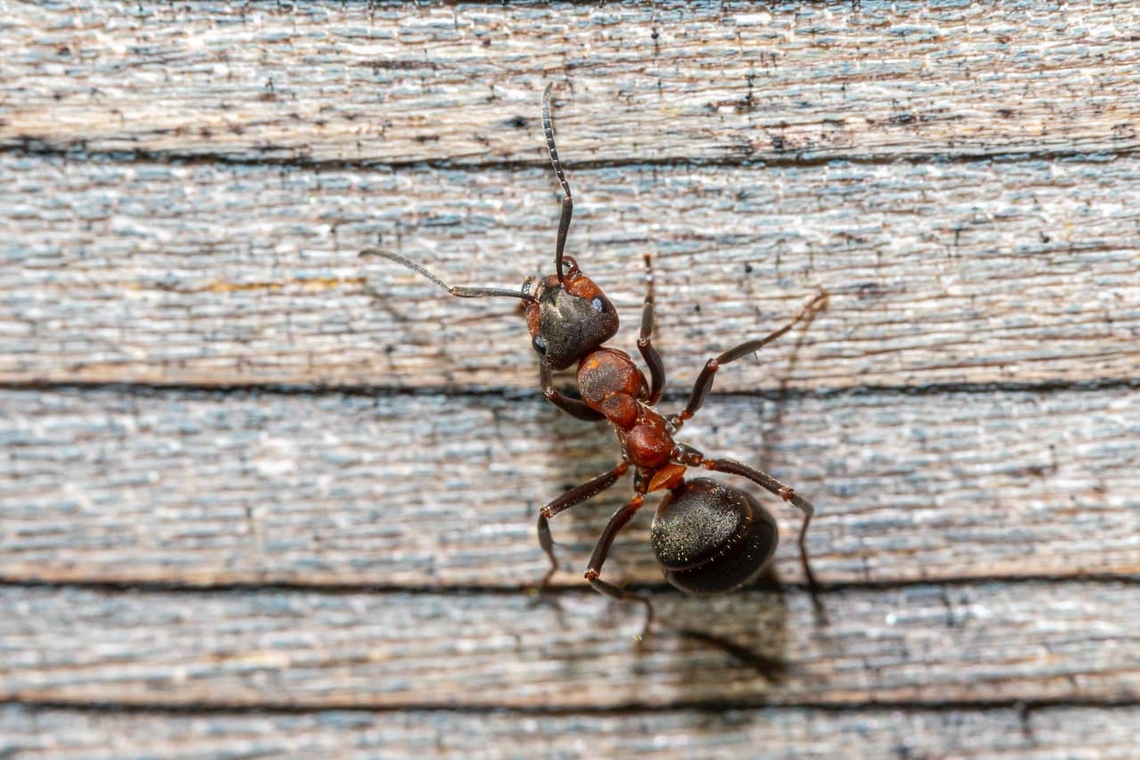 6 Effective Techniques To Eliminate Ants In The Kitchen