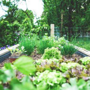 Benefits Of Using Raised Garden Beds In Your Garden