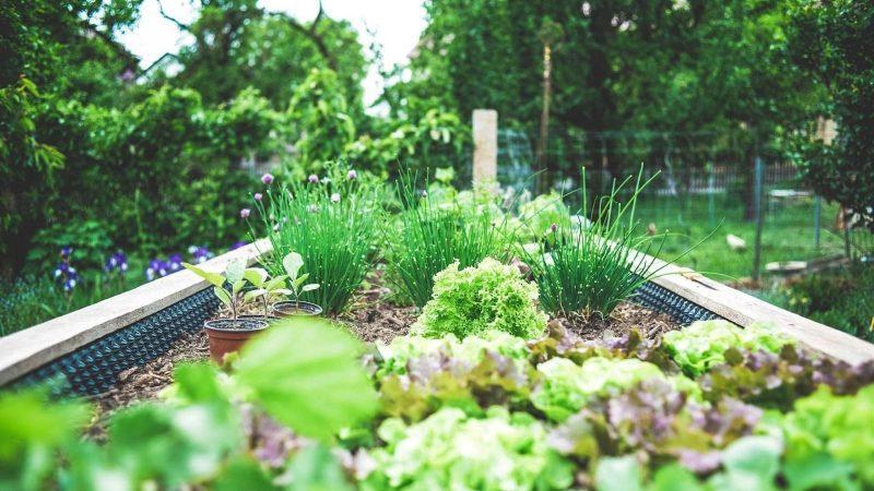 Benefits Of Using Raised Garden Beds In Your Garden