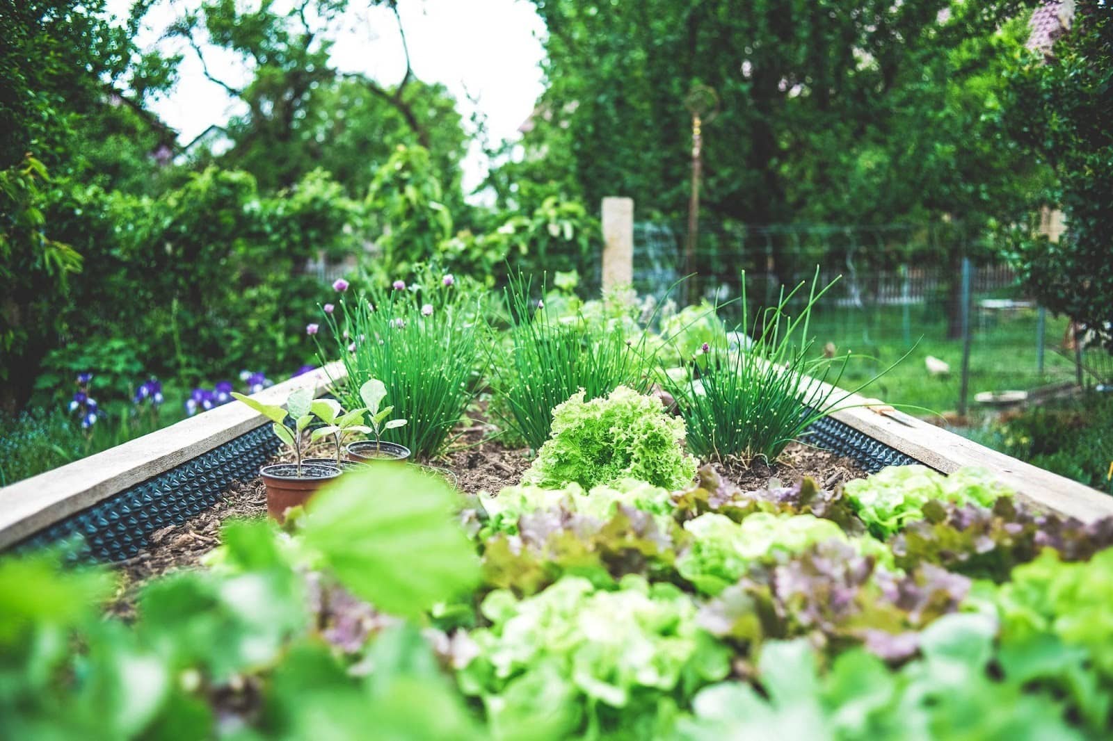 Benefits Of Using Raised Garden Beds In Your Garden