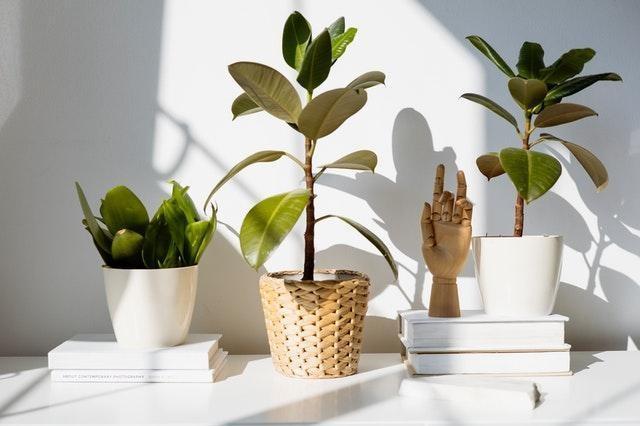 5 Things To Consider Before Buying Indoor Plants For Your Home