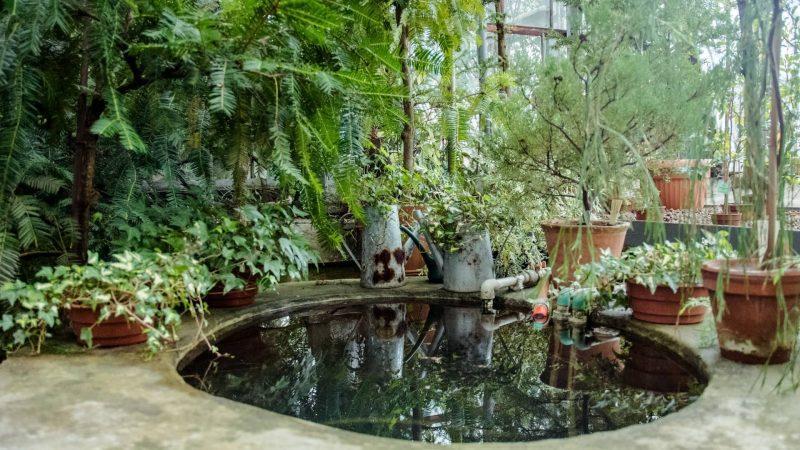 What To Do To Ensure A Garden Pond Lasts