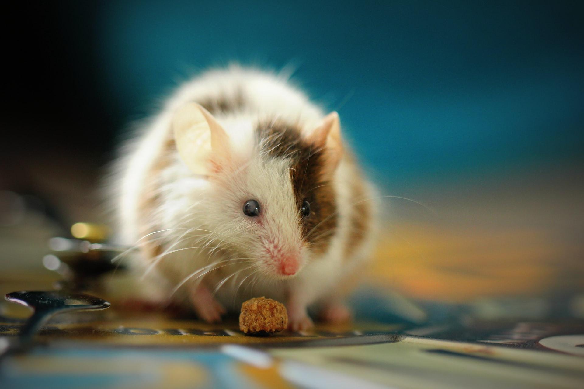 The Best Way To Keep Pests Out When Living In An Apartment