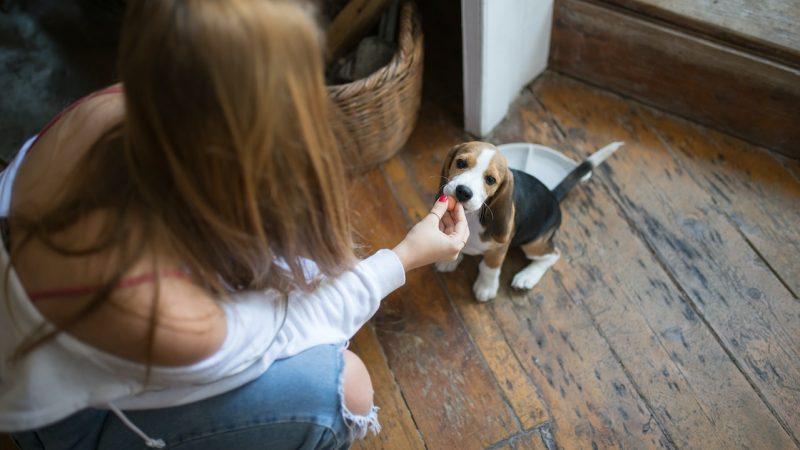 How To Keep Your Dog From Making A Mess At Home