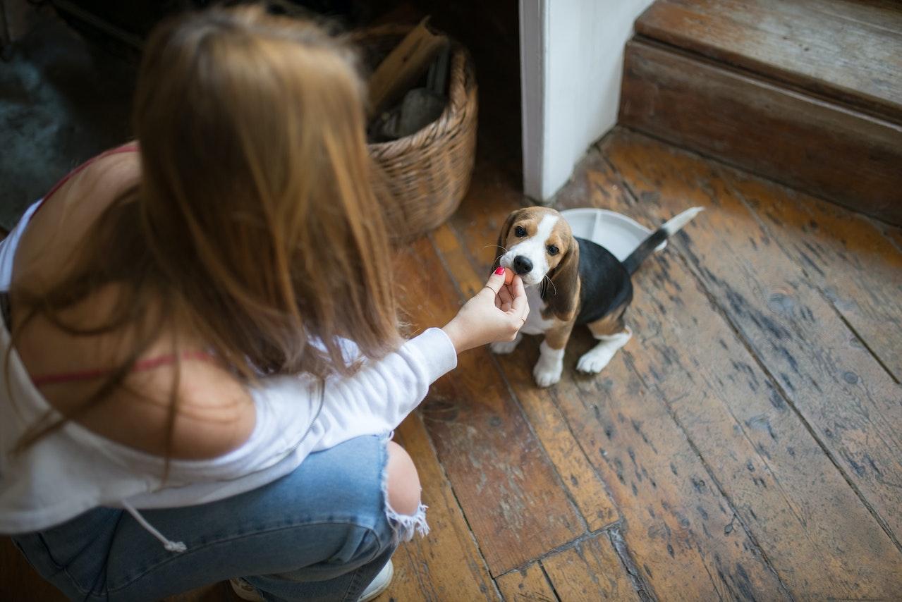 How To Keep Your Dog From Making A Mess At Home