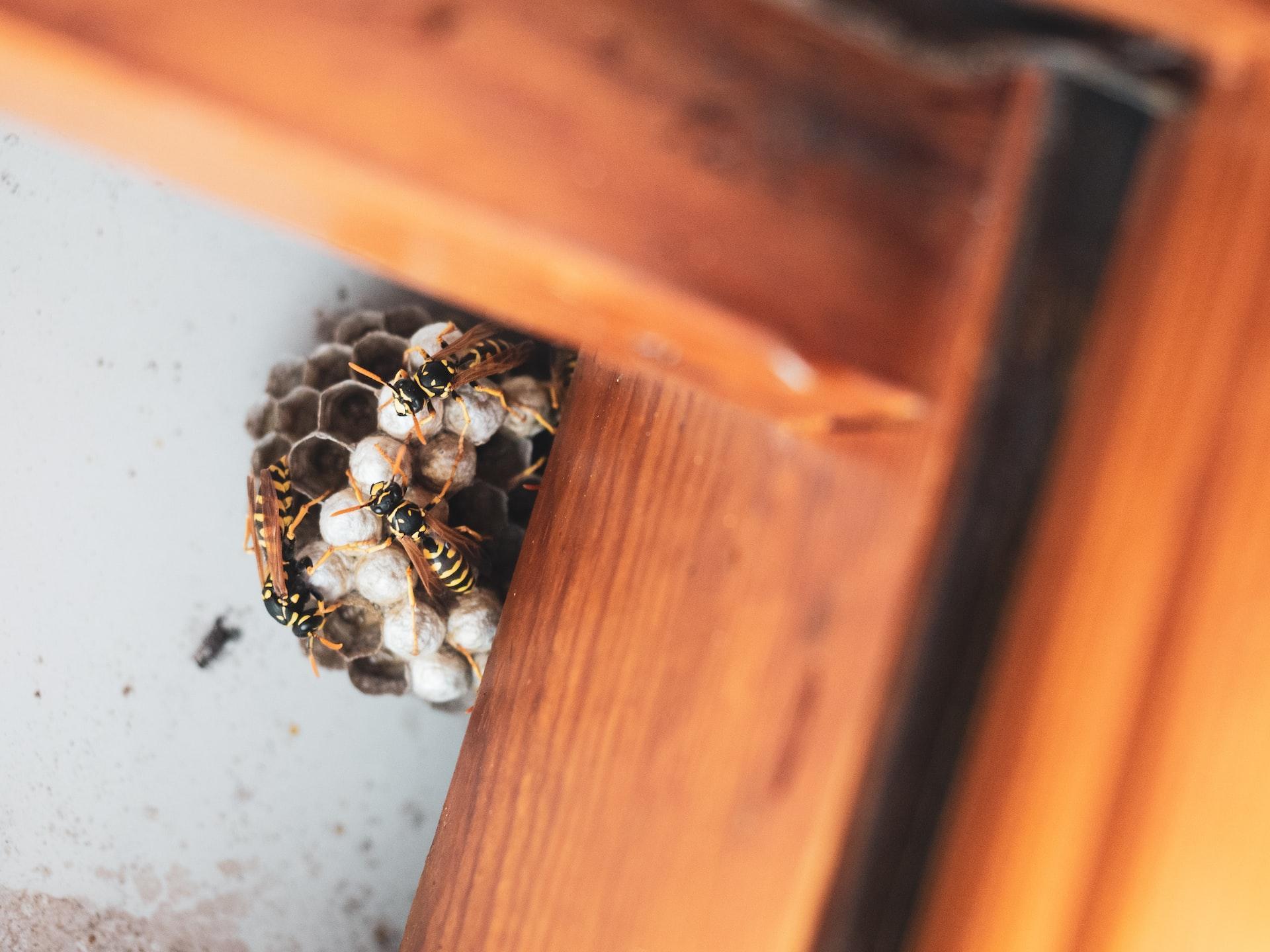 Top Pantry-Proofing Tips To Prevent Pest Infestation
