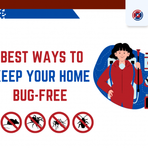 8 Ways To Keep Your Home Bug-Free