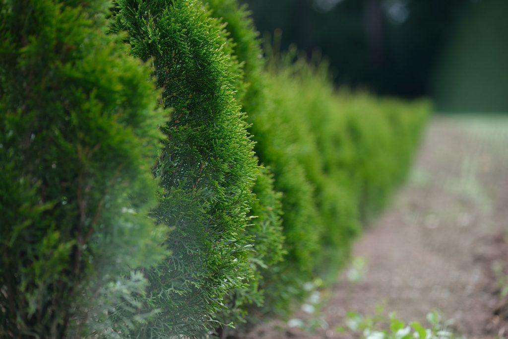 Add Privacy To Your Yard