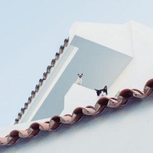 Roofing Red Flags: 6 Clear Signs your roof needs repair ASAP